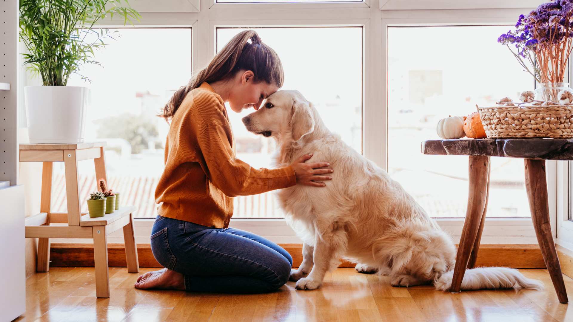 perro de terapia